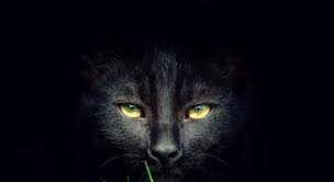 恐怖灵异黑猫