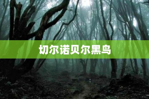 切尔诺贝尔黑鸟