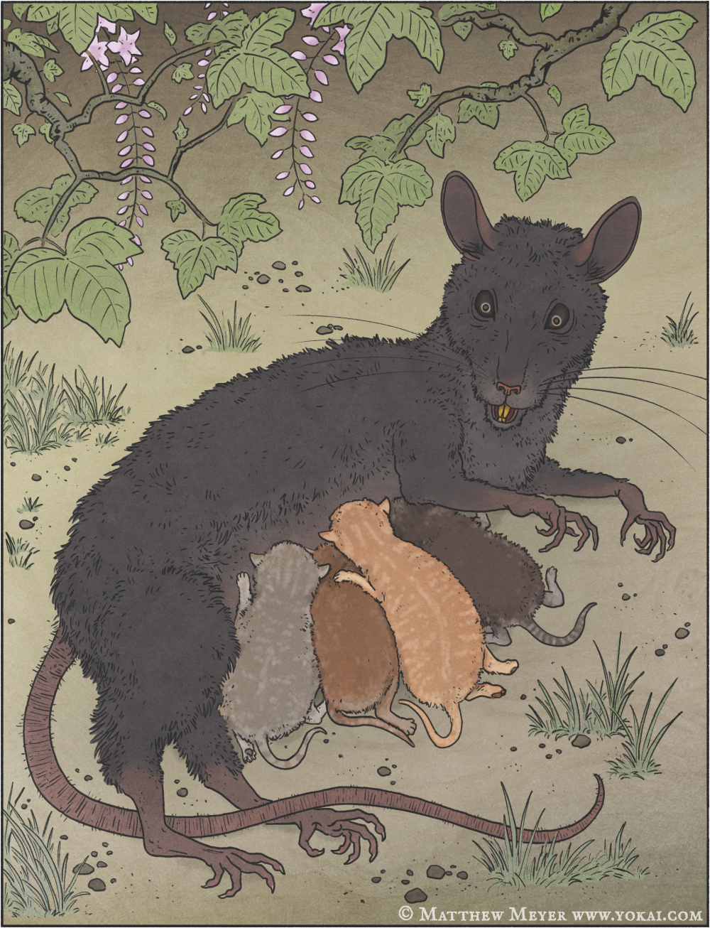 Kyūso-旧鼠(きゅうそ) 日本妖怪